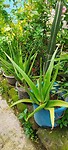 13 Toer - Aloe Vera Khjkhk