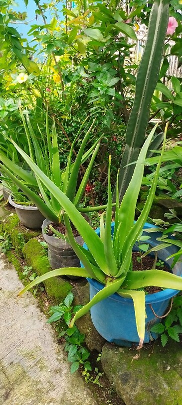 13 Toer - Aloe Vera Khjkhk
