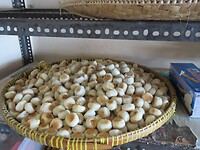 13 Toer - Bakpia 03