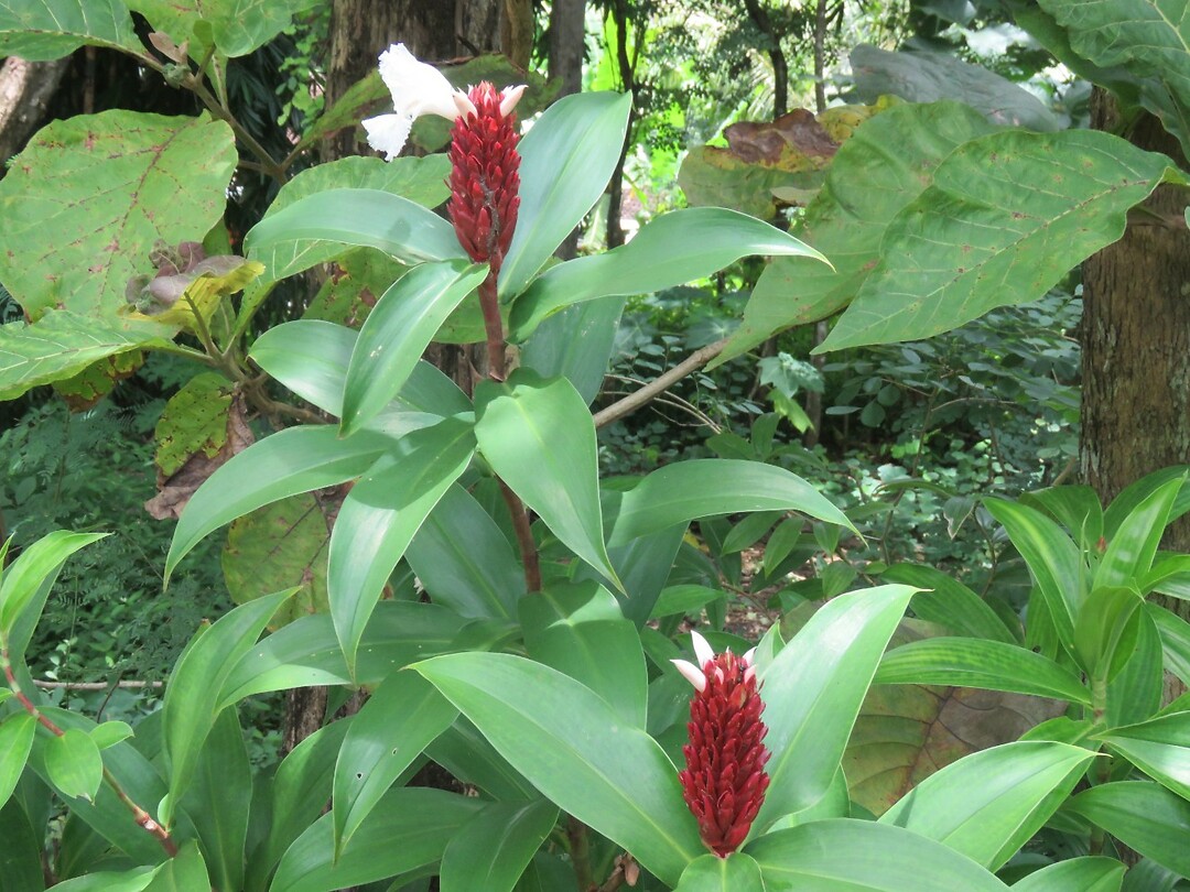 13 Toer - Wirawisata Goa Pindul Raften _48