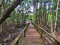 17 Borneo Kota Kinabalu - 14 - Wetlands 08