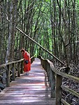 17 Borneo Kota Kinabalu - 14 - Wetlands 10
