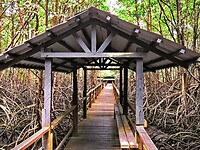 17 Borneo Kota Kinabalu - 14 - Wetlands 11