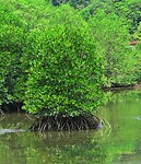 17 Borneo Kota Kinabalu - 14 - Wetlands 14
