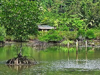 17 Borneo Kota Kinabalu - 14 - Wetlands 17