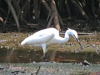 17 Borneo Kota Kinabalu - 14 - Wetlands 18