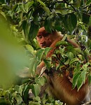 17 Borneo Kota Kinabalu - 15 - Jungletocht Dieren 01