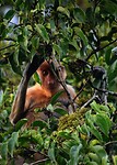17 Borneo Kota Kinabalu - 15 - Jungletocht Dieren 02
