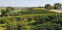 Thailand & Cambodja 2020 - Dag 04-Chiang Rai - 06 - Theeplantage 03