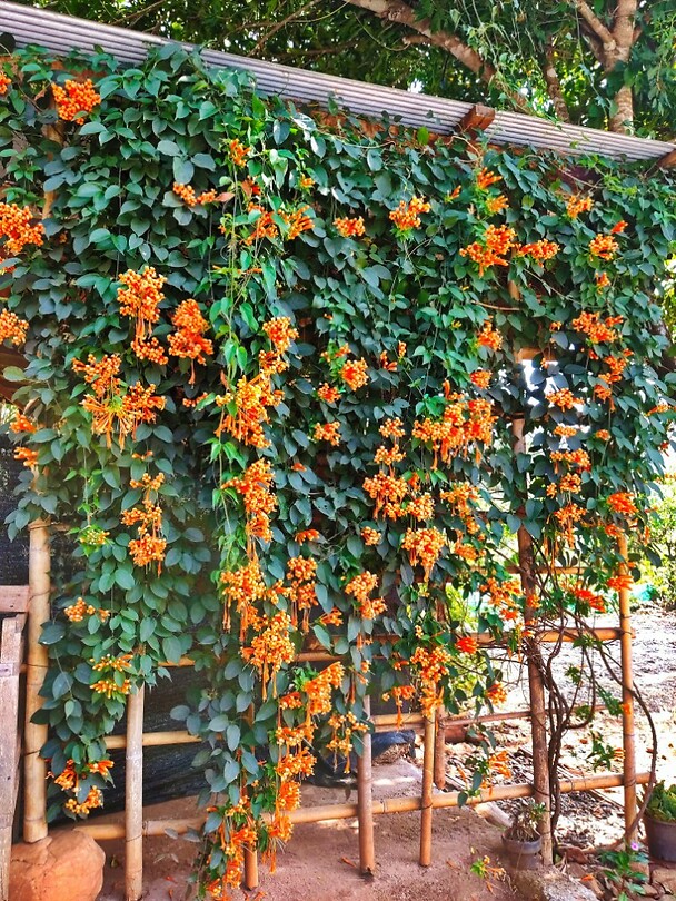 Thailand & Cambodja 2020 - Dag 09-Chiang Mai - 01 - Hotel 11 Chinese Orange Pyrostegia Venusta Perennial