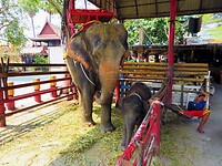 Thailand & Cambodja 2020 - Dag 16-Ayutthaya - 09 - Floating Market 14