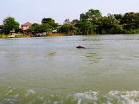 Thailand & Cambodja 2020 - Dag 16-Ayutthaya - 10 - Riviertocht 09