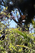 Flying foxes