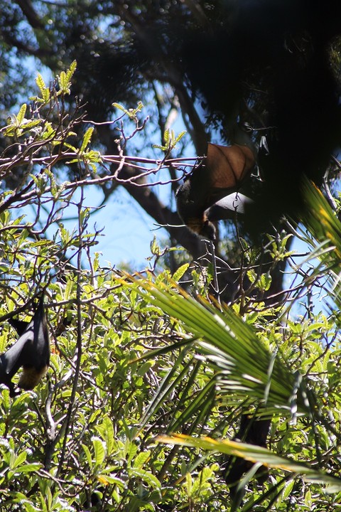 Flying foxes