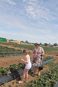 Strawberry picking