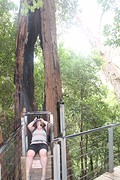Jameson valley, Katoomba