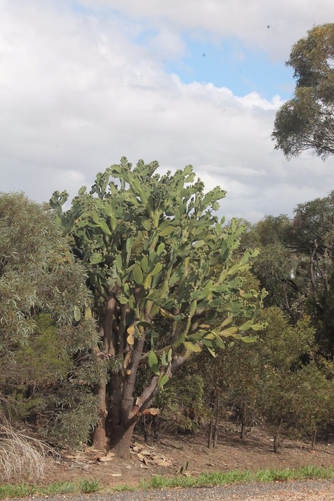 Cactusboom