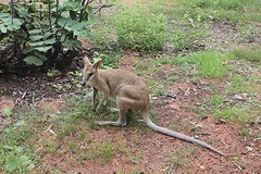 Kangaroo