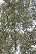Red winged parrot