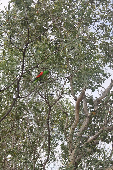 Red winged parrot