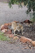 Kangaroe's