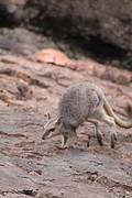 Rock wallaby
