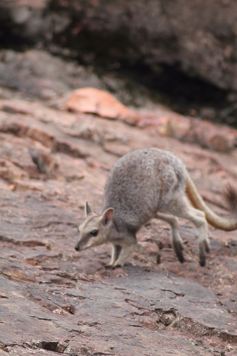 Rock wallaby