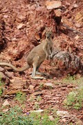 Wallaroo