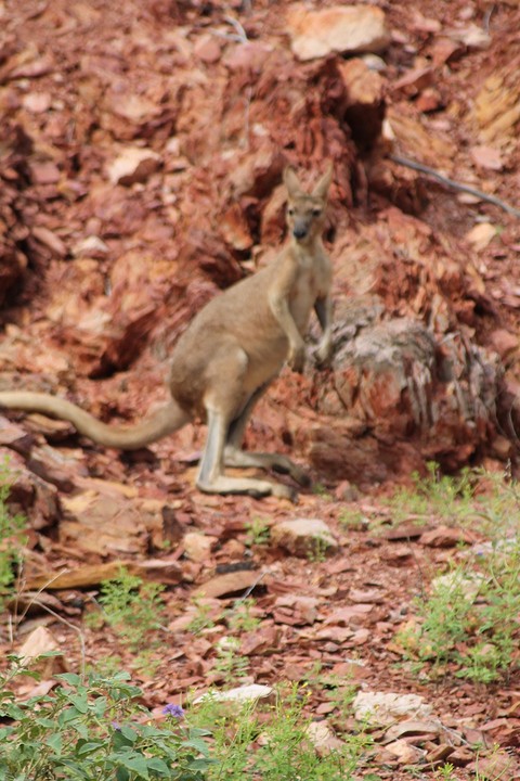 Wallaroo