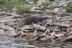 Zoetwaterkrokodil