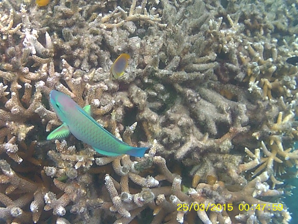 Great Barrier Reef