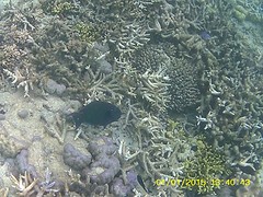 Great Barriere Reef