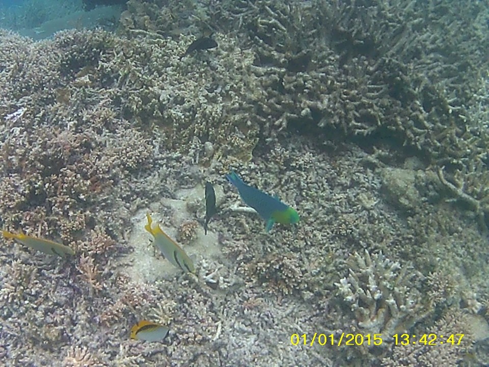 Great Barriere  Reef