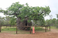 Boap prison tree