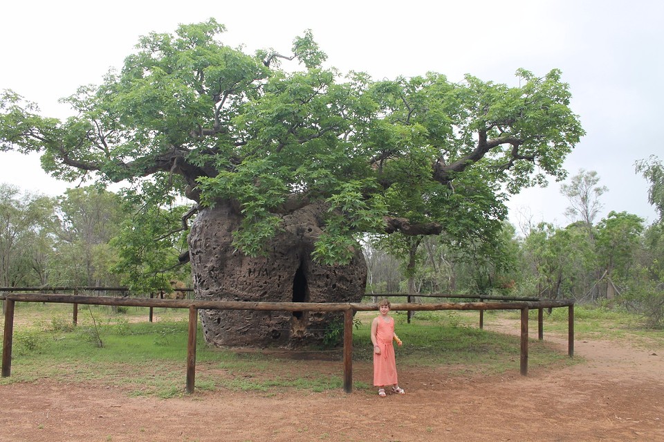 Boap prison tree