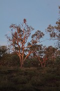 Karijini NP