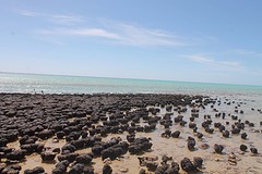 Stromatolieten