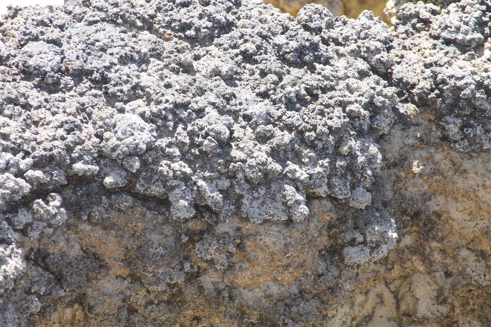 Stromatolieten