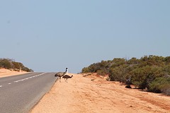 Emu