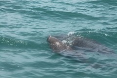 Dugong's
