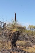 Grasboom