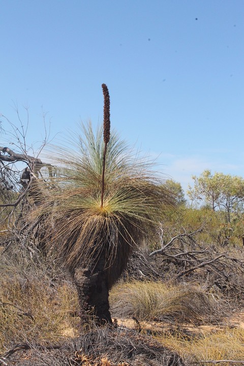 Grasboom