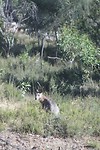 Euro wallaby
