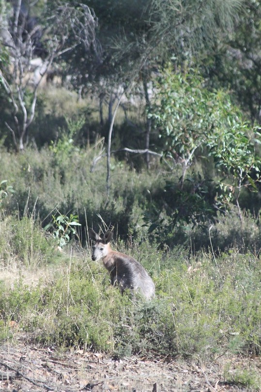 Euro wallaby