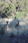 Grey Kangaroo