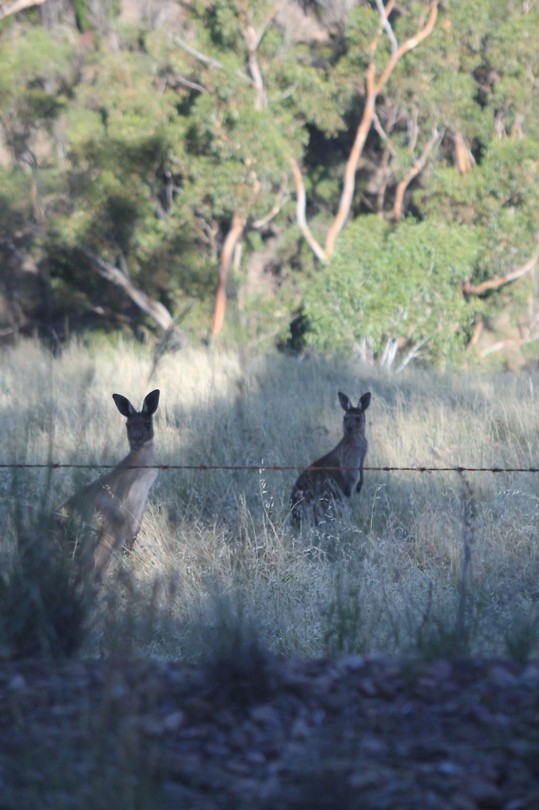 Grey Kangaroo