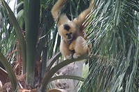 Adelaide zoo