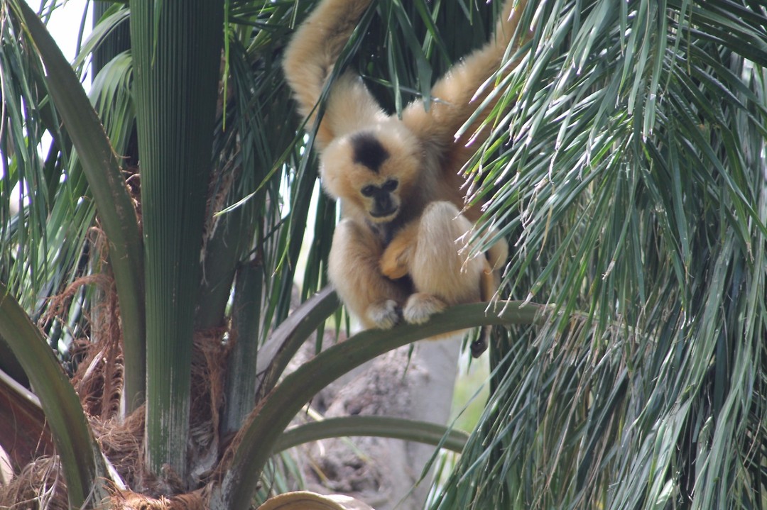 Adelaide zoo