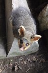 Possum
