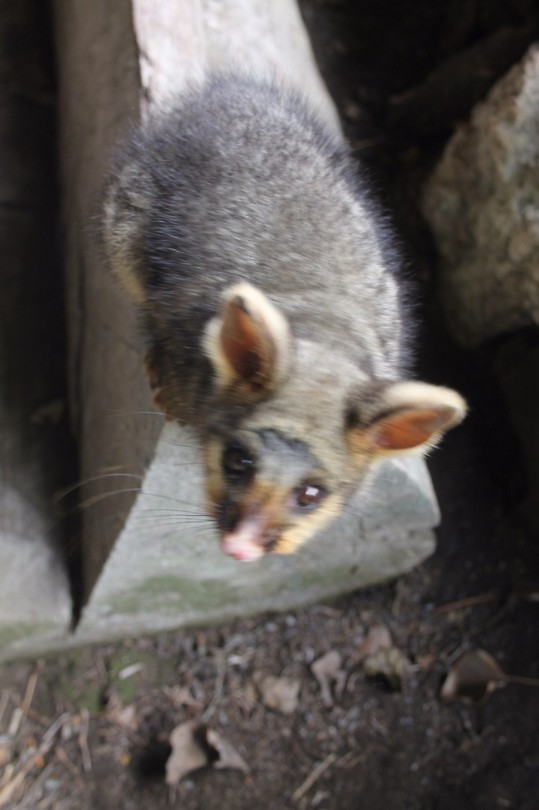 Possum